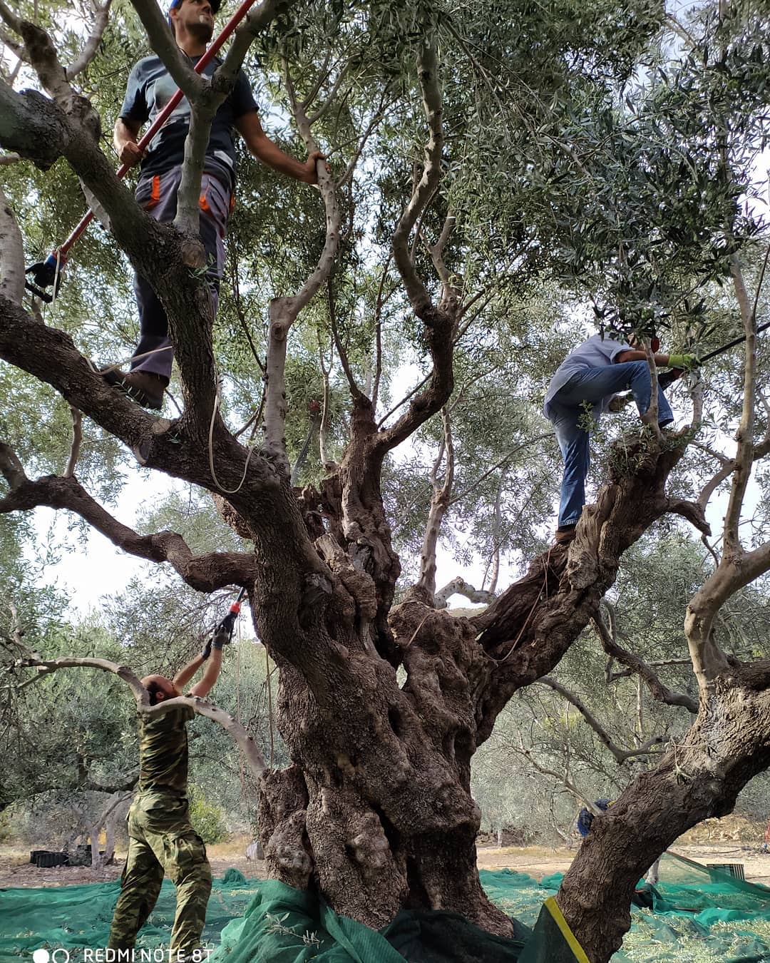 Skoutari-Baum Skoutari - Ultra Premium Bio Olivenöl aus Kreta- Reich an Polyphenolen Neue Ernte 24/25, 500 ml