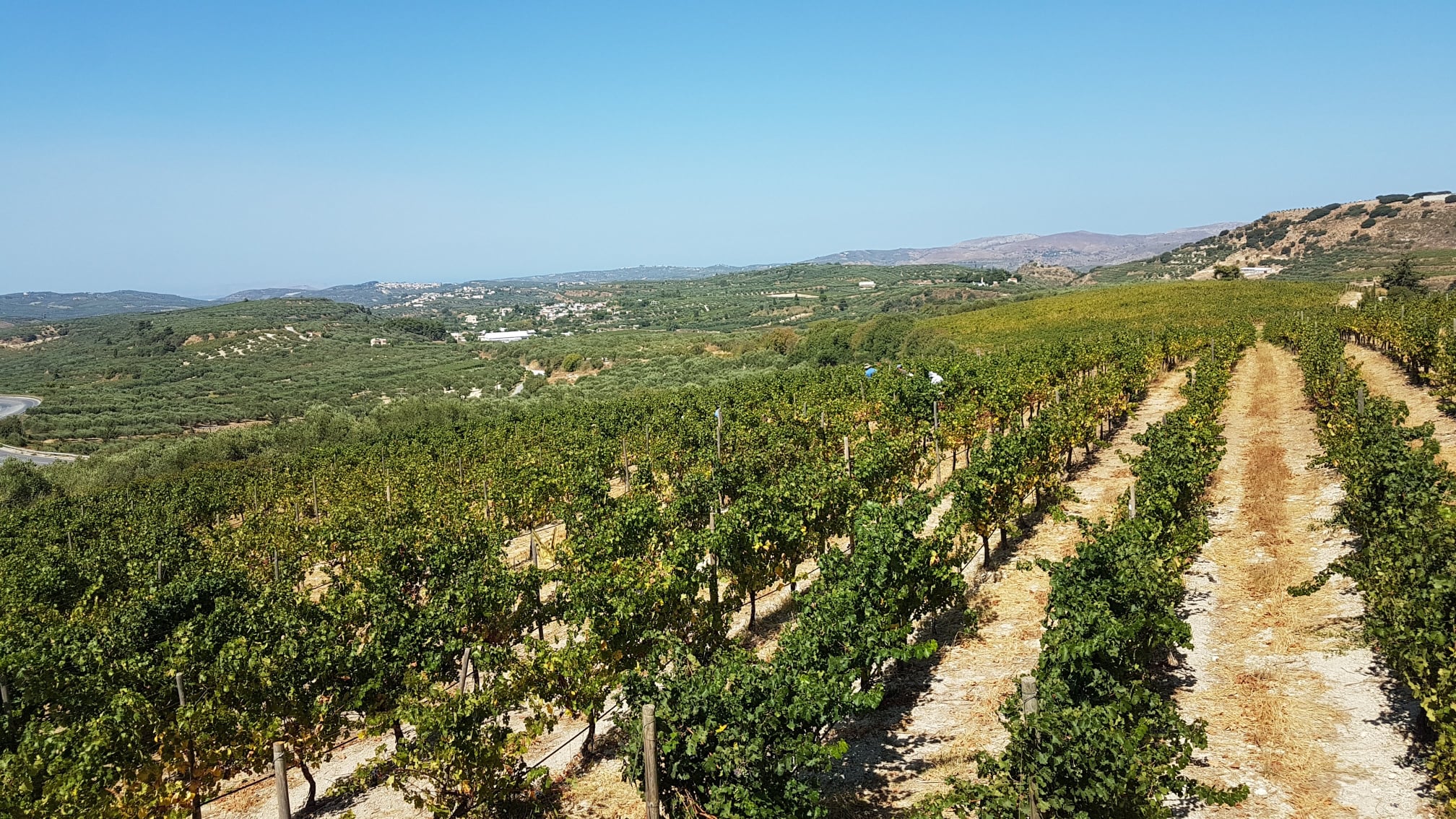 2022 Domaine Zafeirakis Logos Chardonnay Bio, 0,75 L