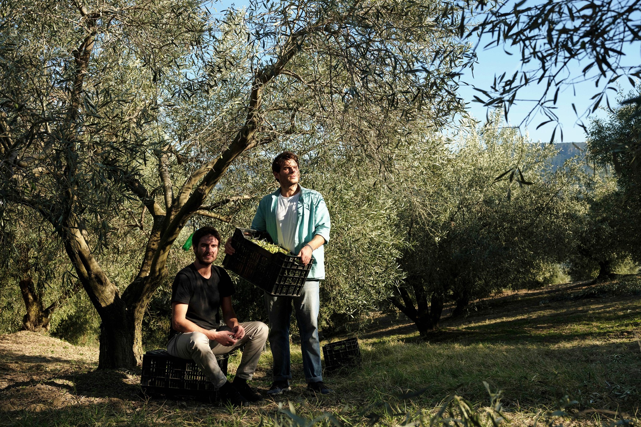 Ladolea-Unterm-BaumRIpxh43jMryYY Ladolea Premium Bio Olivenöl Delicate Patrinia, Neue Dose 500ml