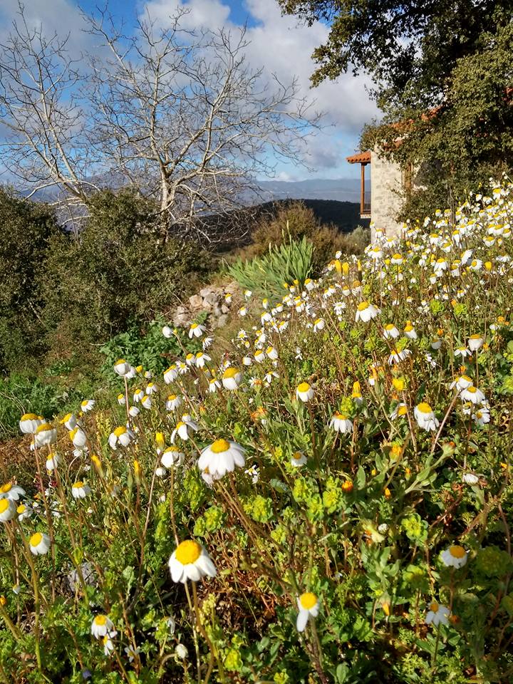 Griechischer Bergtee (Eisenkraut) aus Arkadien, 60 g Glas