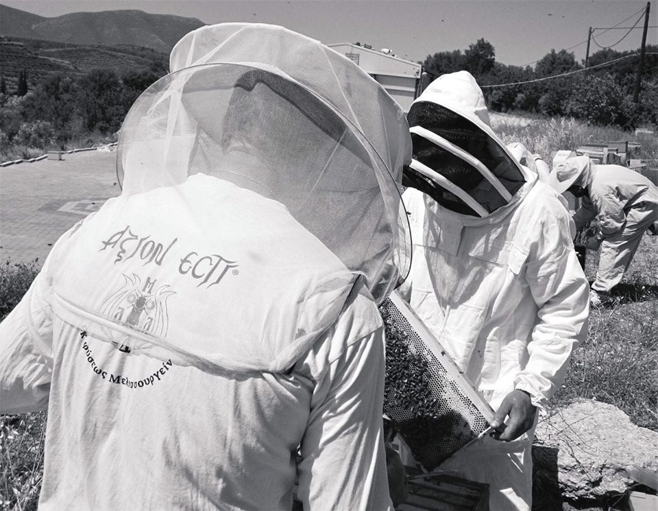 Axion-Esti-altes-Foto Bio Thymian Honig Exquisit aus Mykene, 450 g