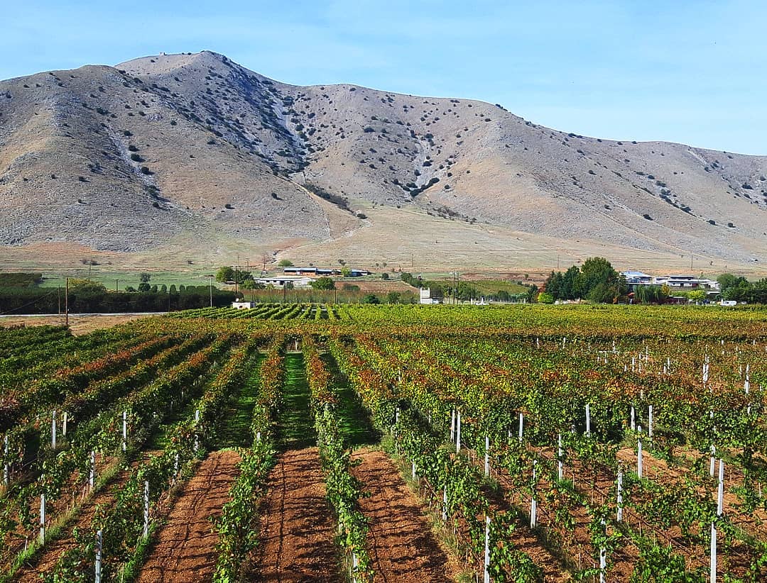 2018 Domaine Zafeirakis Malagousia Natura Bio, Weisswein 0,75 L