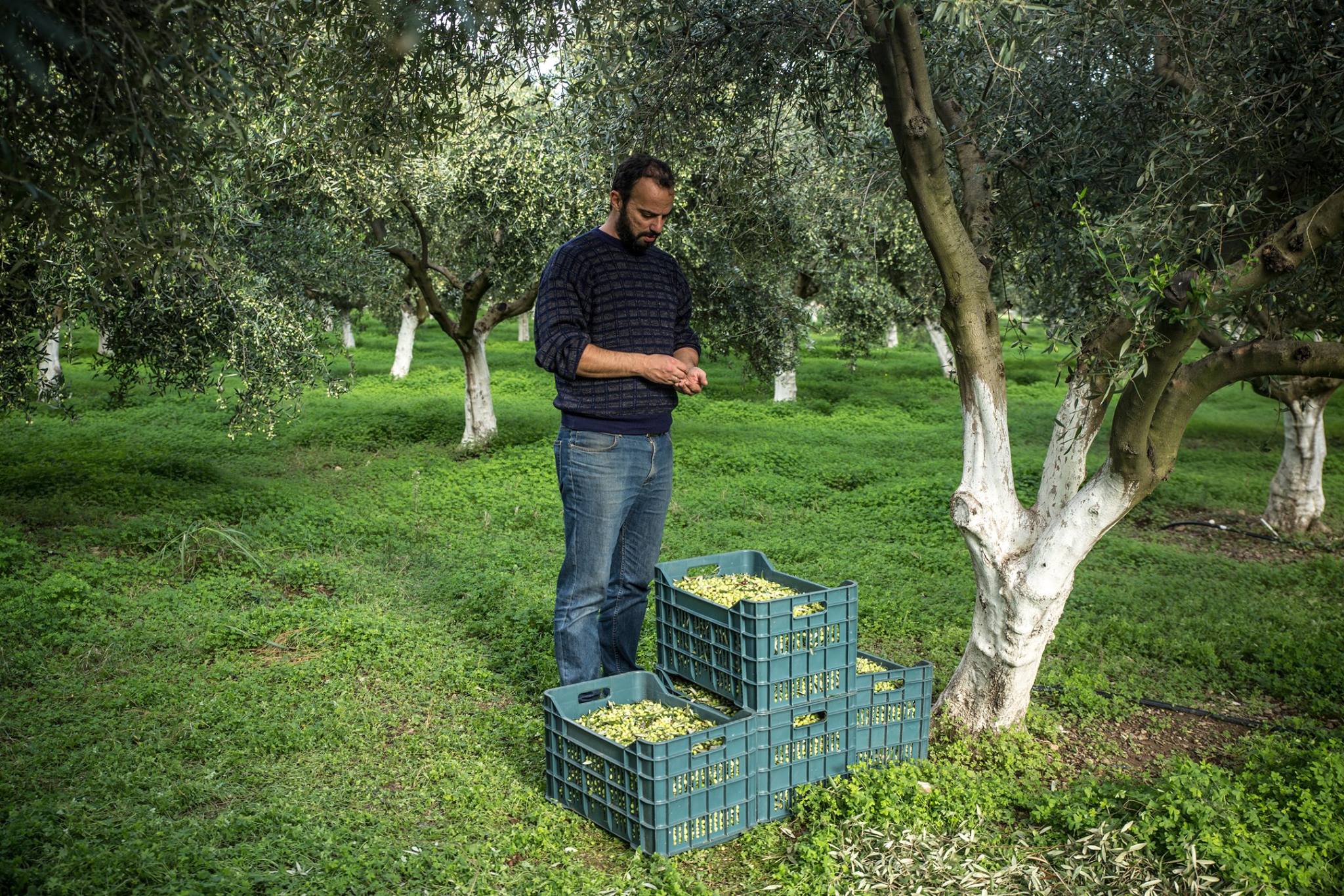 Tombazis-o-idiost9FzWP1Xg5I9P "Tombazis" Premium Olivenöl Frühe Ernte 2024/25, 5 Liter