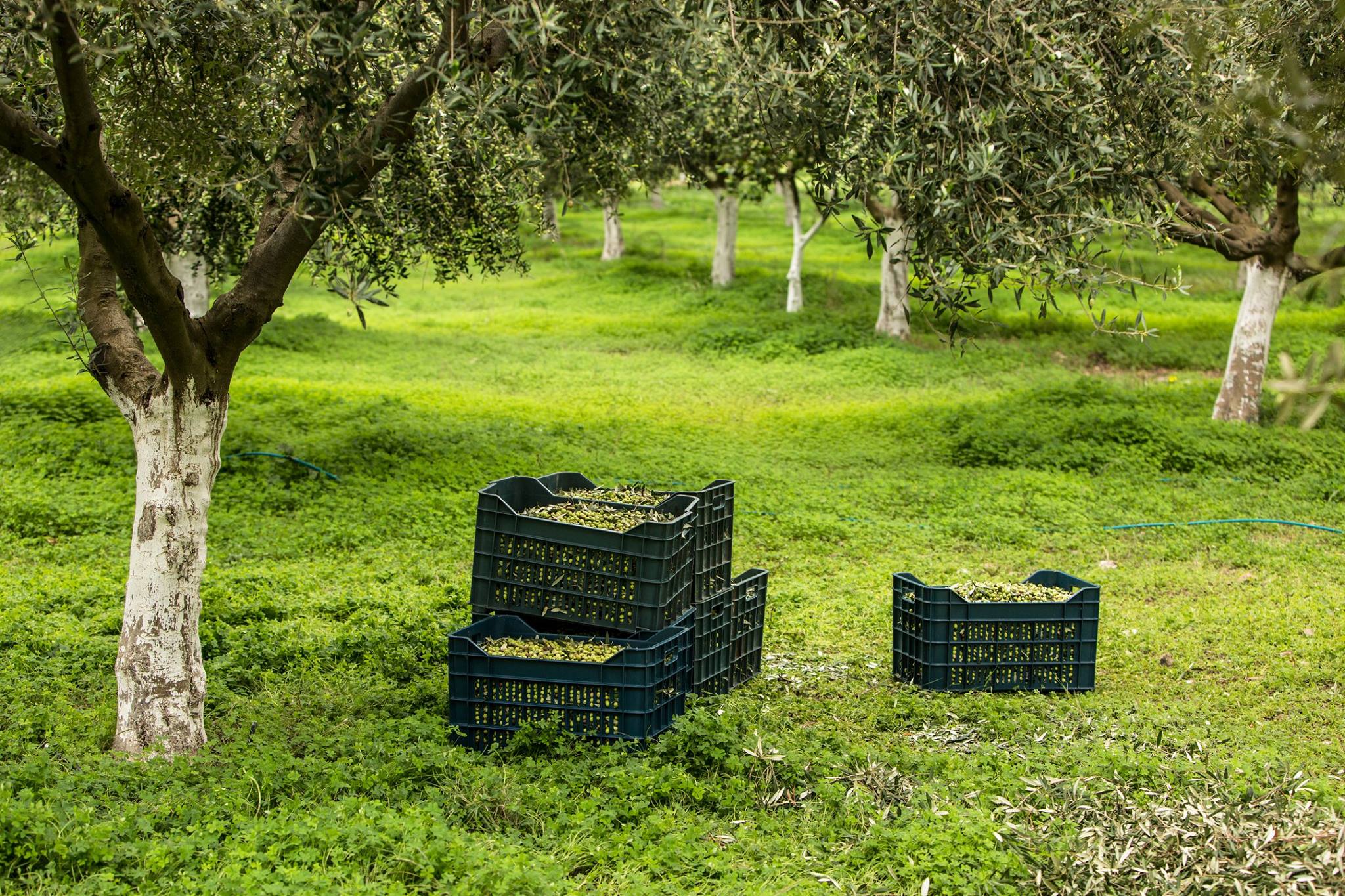 Tombazis-Erntex51i170FLh0jx "Tombazis" Premium Olivenöl Frühe Ernte 2024/25, 5 Liter