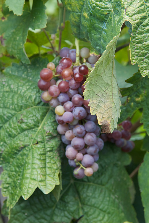 2017 Domaine Spiropoulos Nemea, Bio 0,75 L