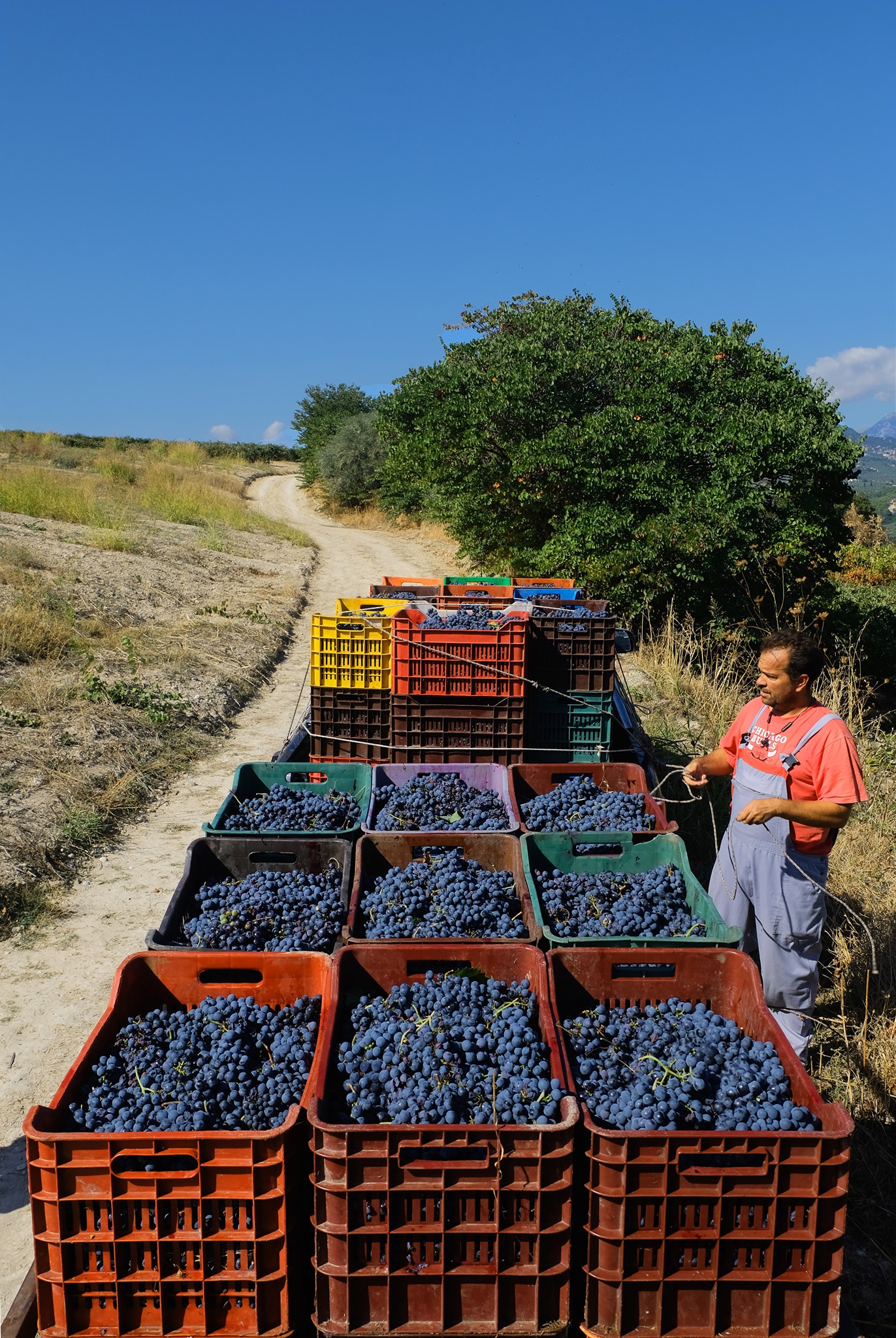 Ladolea-Ernte-Essig Ladolea Premium Bio Olivenöl Delicate Patrinia, Neue Dose 500ml