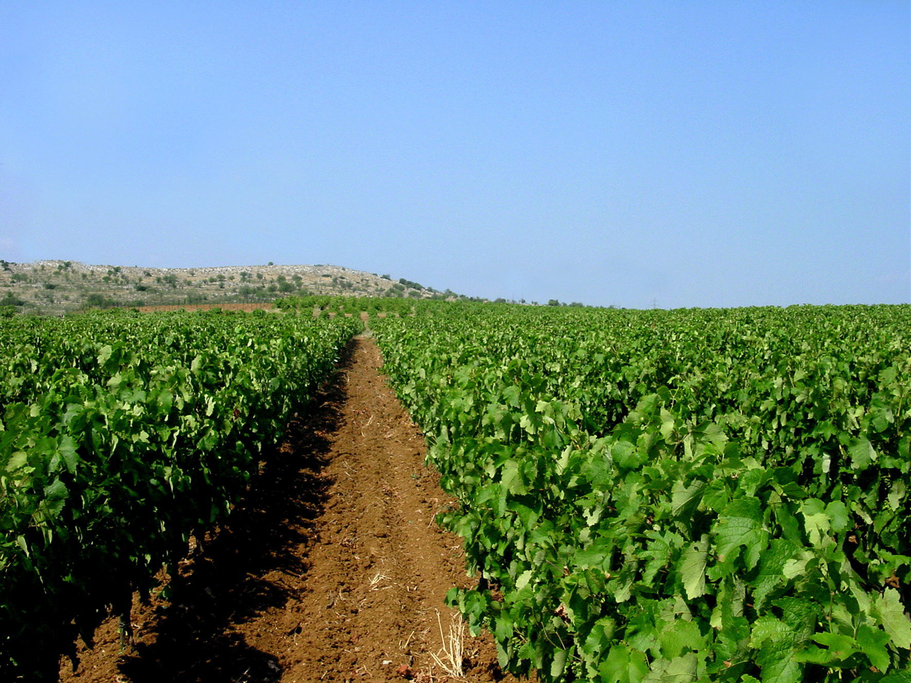 Spiropoulos-Weinberg-Mantinia 2018 Ktima Spiropoulos Porfyros Bio, rot, 0,75 L