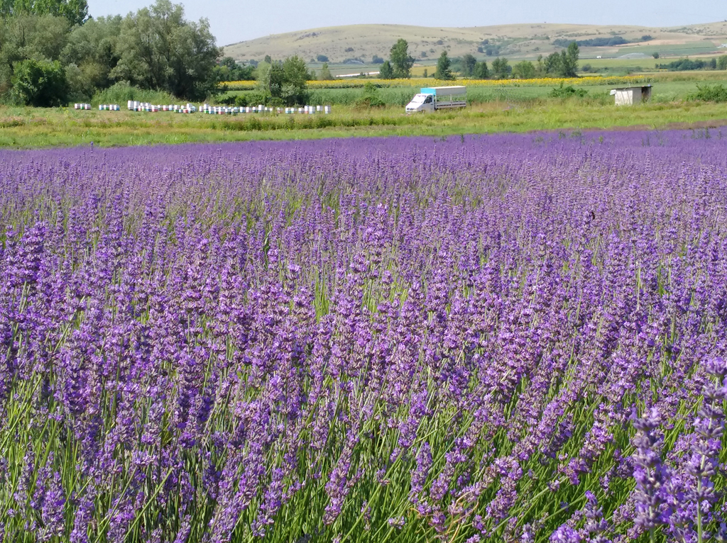 "12 Stremmata" Lavendel Cream Premium Honig Aktion MDH 31.12.24; 400 g