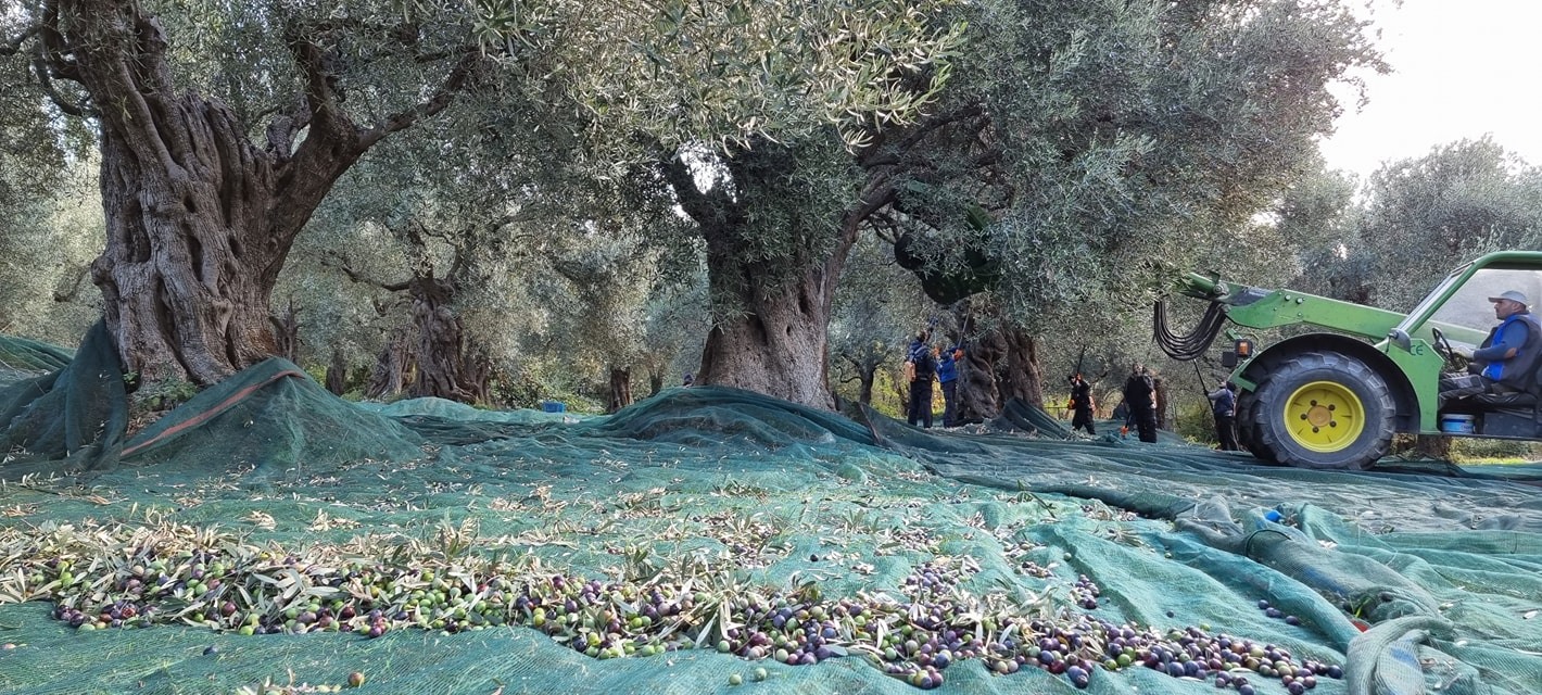 Kyklopas-Bio-Ernte Kyklopas Extra Natives Olivenöl Cooking Ernte 24/25, 1 Liter PET