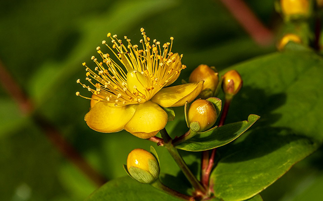 EOLIA Balsamöl Hypericum - Johanniskrautöl, 100 ml