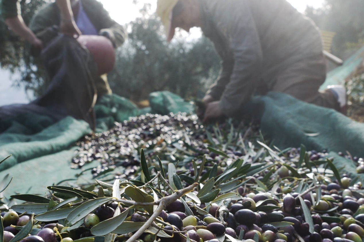 LADOLEA Premium Olivenöl Intense Megaritiki, Bio Medium Koroneiki & Bio Delicate Patrinia - Set (Keramik 3x 200 ml & 3x 500 ml Dose) 