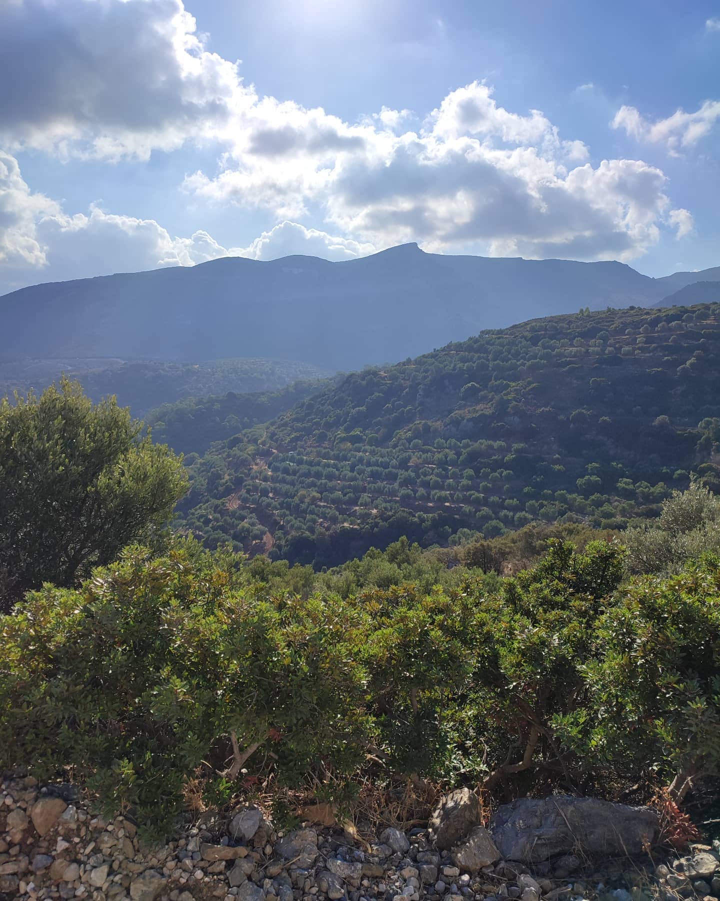 Skoutari-Topio Skoutari - Ultra Premium Bio Olivenöl aus Kreta- Reich an Polyphenolen Neue Ernte 24/25, 500 ml