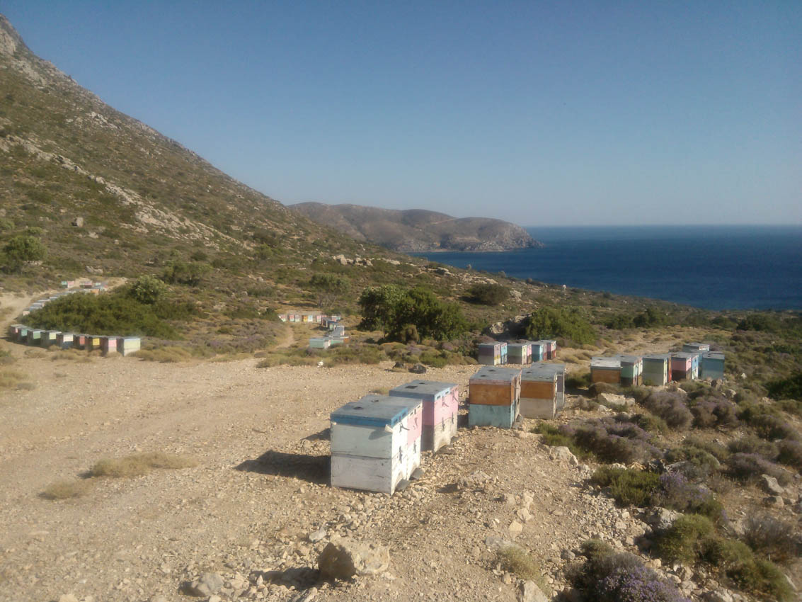 c01f2a0f66b0b8e1db001efbbf87a2bb Kretischer Pinien und Thymianhonig, 450 g