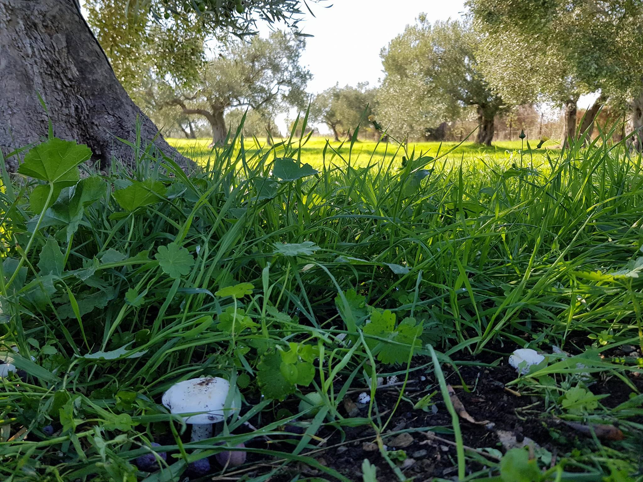 Kyklopas-Bild "Kyklopas" Frühe Ernte Agoureleo, Neue Ernte 2024/25, 750 ml