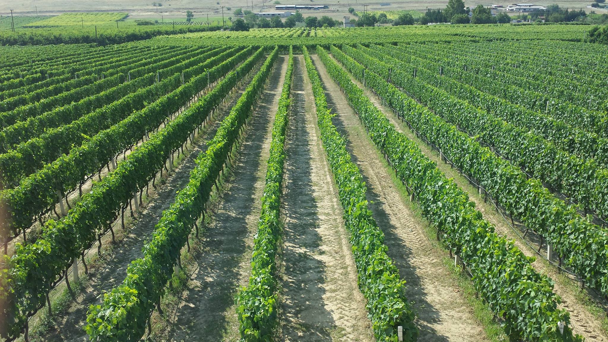 Zafeirakis-WEINBERG 2022 Domaine Zafeirakis Logos Chardonnay Bio, 0,75 L