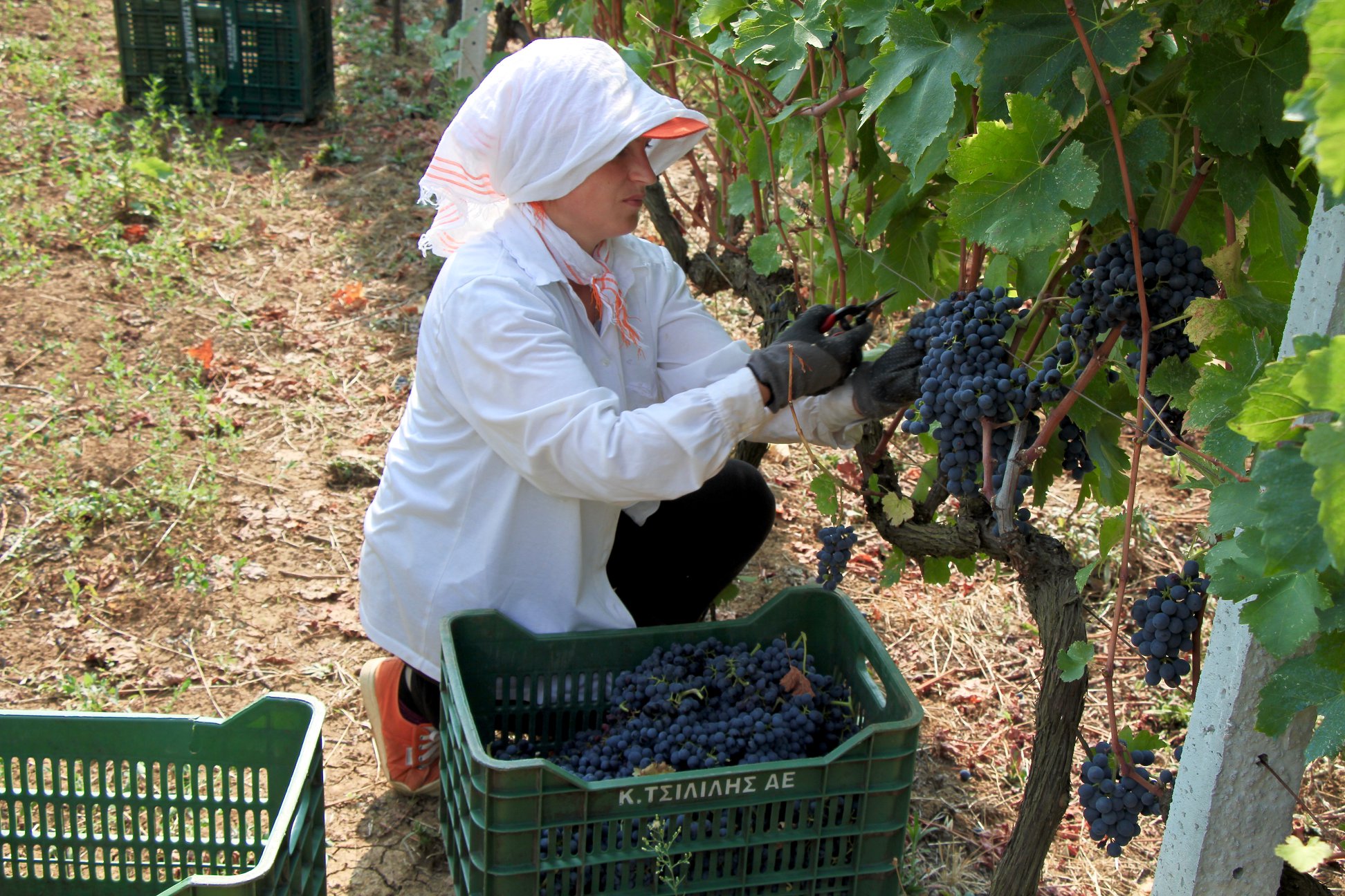 Tsilili-Lese Tsililis – Tsipouro Agioneri aus Thessalien aged limitiert NUR HEUTE!!!, 40%, 500 ml