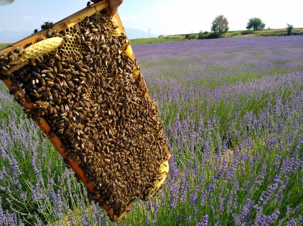 "12 Stremmata" Lavendel Cream Premium Honig Aktion MDH 31.12.24; 400 g