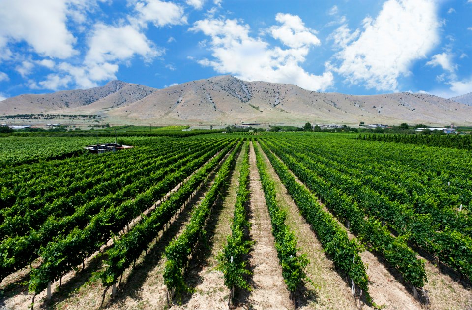2021 Domaine Zafeirakis Malagousia Bio, Weisswein 0,75 L