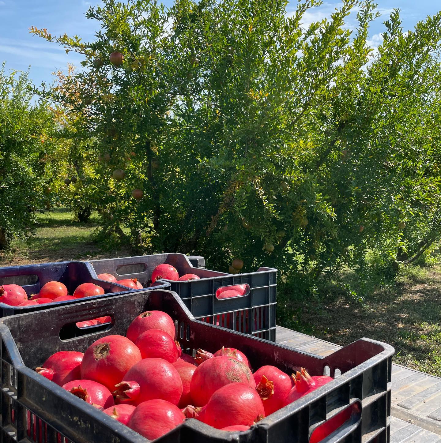 Pom-Star-Ernte "Pom Star" Granatapfel Balsamico Cream mit Chili , 200 ml