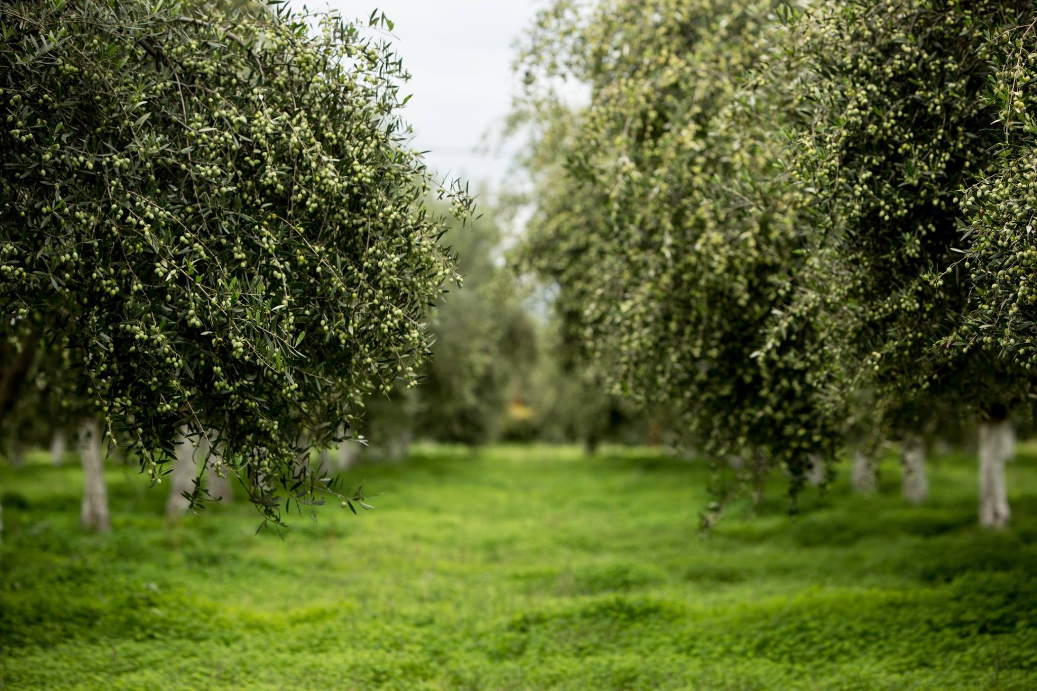 Tombazis-B-ume2 "Tombazis" Premium Olivenöl Frühe Ernte 2024/25, 5 Liter