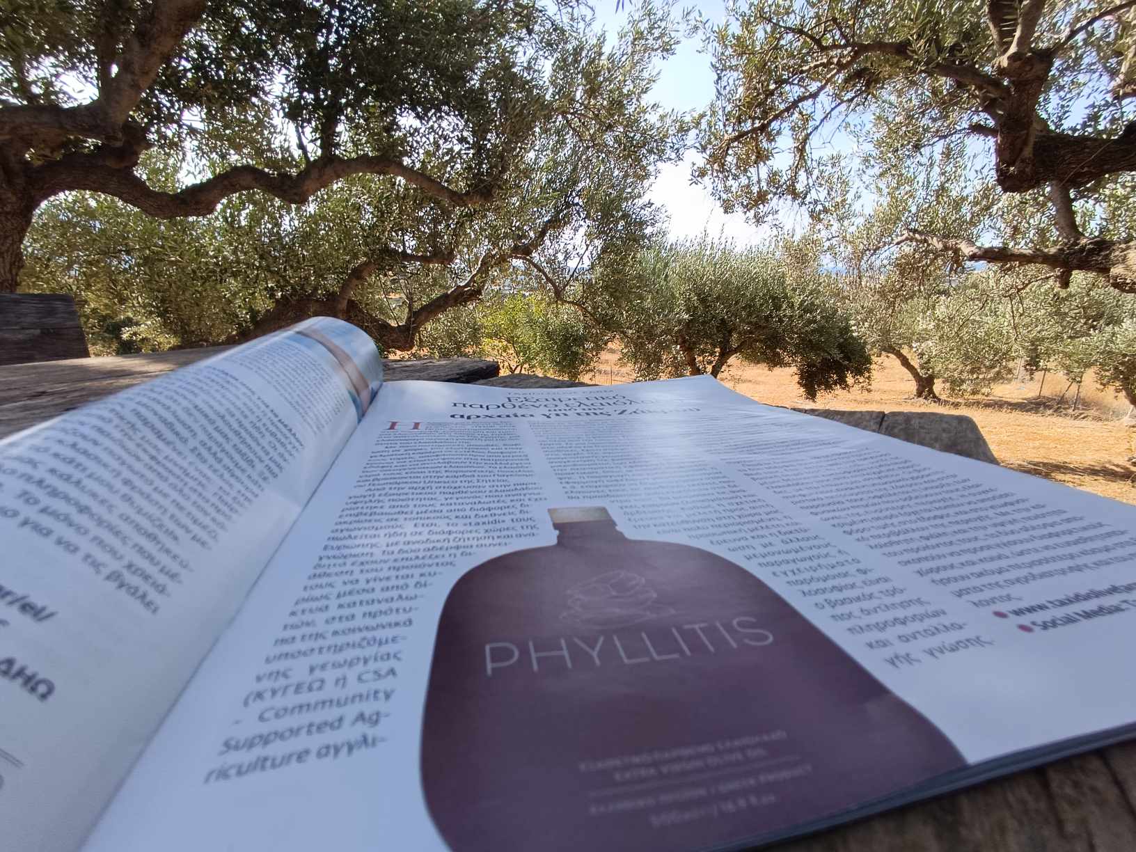 Phyllitis Premium Olivenöl aus Kreta limitiert Ernte 23/24 TOP PREIS!!!, 500 ml MHD 30.6.2025