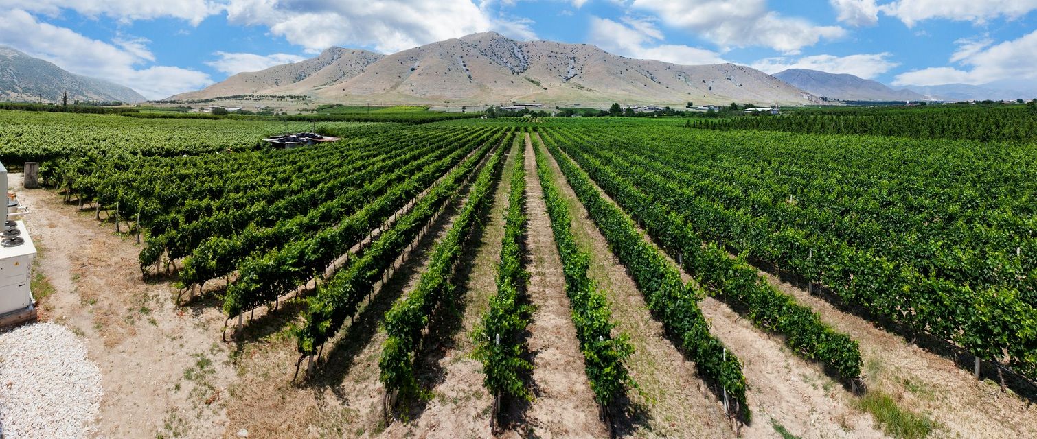 Zafeirakis-Weinberg2 2022 Domaine Zafeirakis Logos Chardonnay Bio, 0,75 L