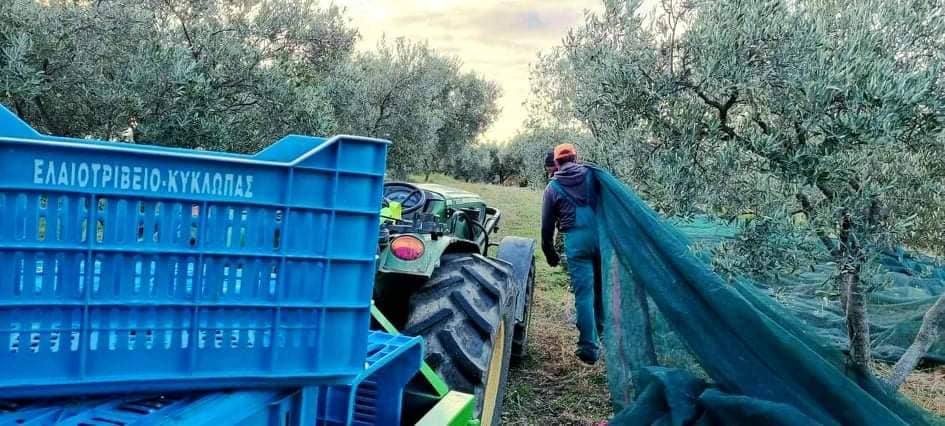 Kyklopas-Agoureleo-ErntejR1e8tulFXOcD Kyklopas Extra Natives Olivenöl Cooking Ernte 24/25, 1 Liter PET