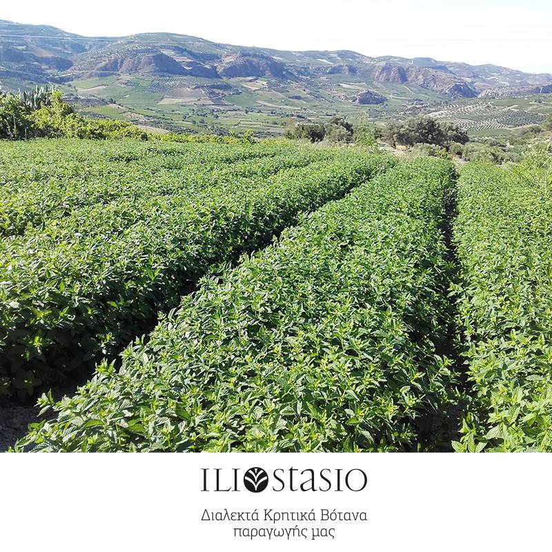 Iliostasio Kretischer Oregano (Rigani), Origanum vulgare, 35 g