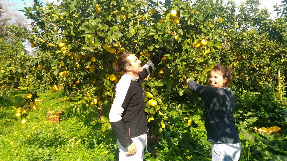 Biolea Lemonio Olivenöl mit Bio-Zitronen Ernte 2023/24, 250 ml