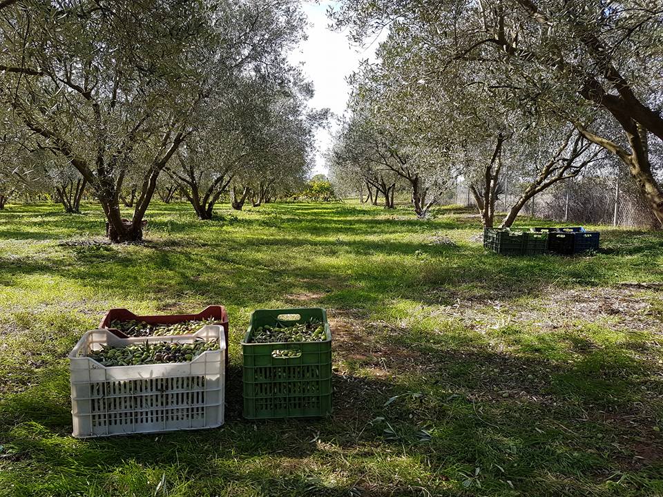 "Maleas Estate" Grüne Bio Olivenpaste der Sorte Chalkidiki, 170 g