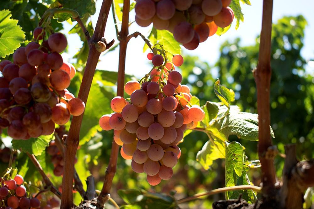 Kechri-Roditis Retsina Kechribari - Kechris, 500 ml